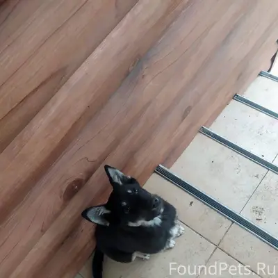 Убежал щенок ,мальчик,возраст ...