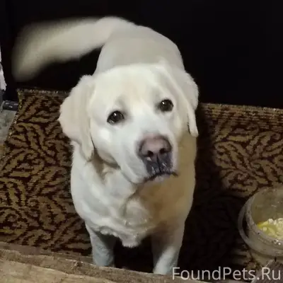 Внимание! Найден пёс! Здравств...