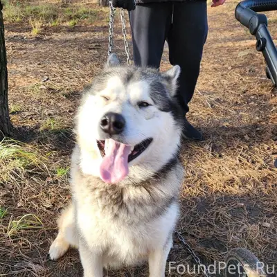 SOS!!! Потеряшка! За Степным в...