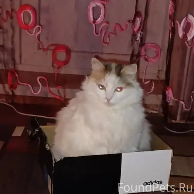 Пропала возрастная кошка! В ра...
