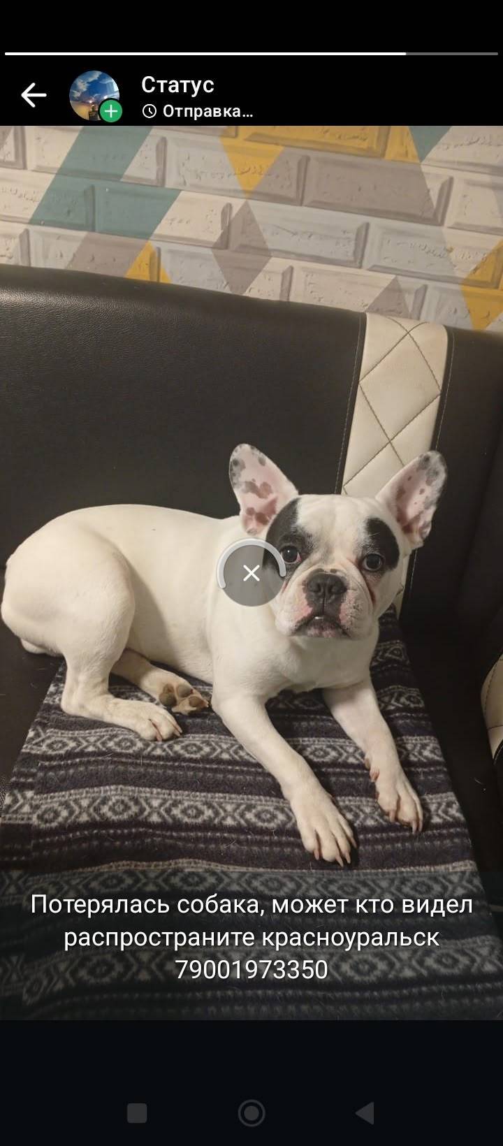 Потерялась собака может кто ви...