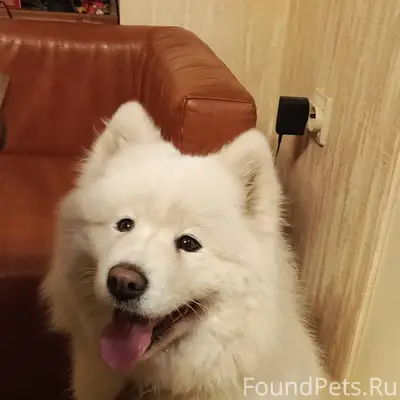 Самоед Раменский район Капустино