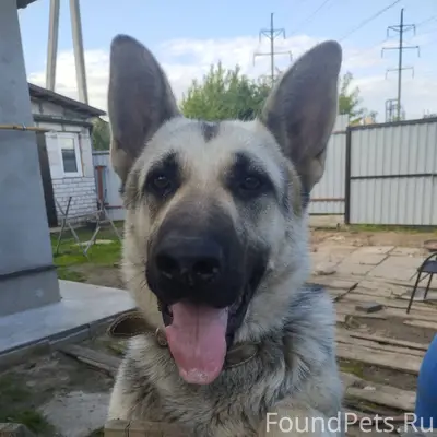 Пропала собака вечером 25.11 в...