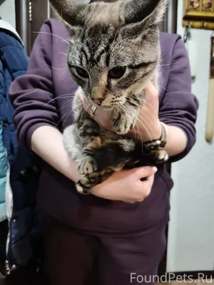 Найден кот. В районе Гагарина ...