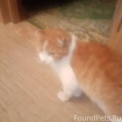 Найден кот вислоухий. Район Ци...