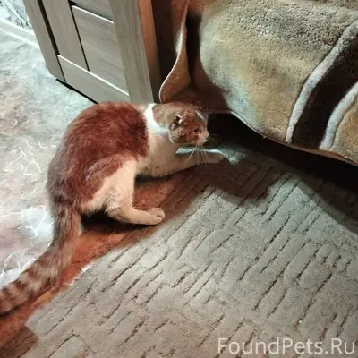 Найден кот в подвале дома номе...