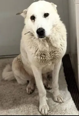 Потерялся пес. Район Старого х...