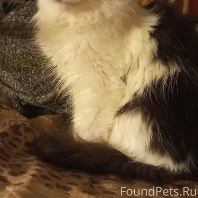 Добрый день, пропала кошечка н...