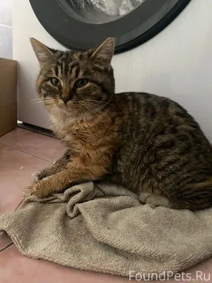 Потеряшка🐈 Нашли котенка, сиде...