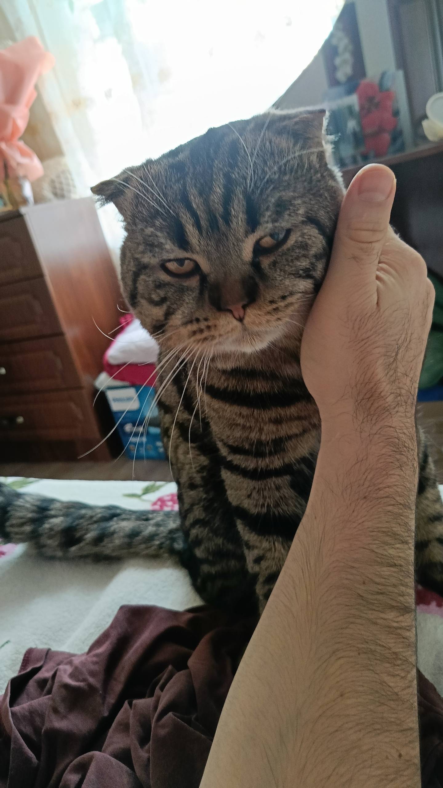 ПРОПАЛ КОТ! В районе ЖЕЛЕЗНОДО...