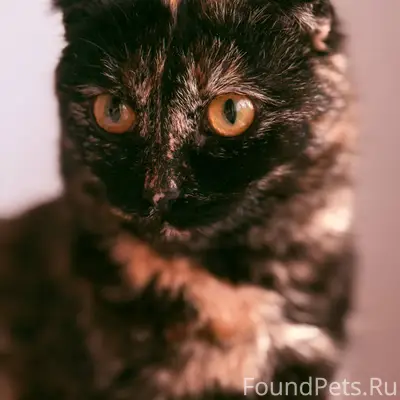 Хозяева найдитесь 🙏🏼🙏🏼🙏🏼 кто п...