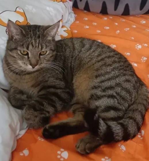 Пропала кошка, в хиве. С 24...