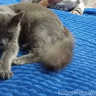 Пропал кот в районе новой,арте...