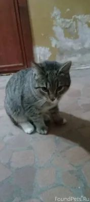 Найдена кошка в м.Дырнос, влад...