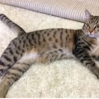 Найдена кошечка в районе ул. Ч...