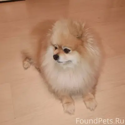 Найден Померанский шпиц. Бегал...
