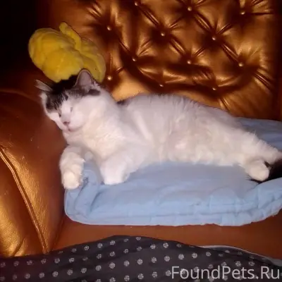 Пропал кот в районе ул. Вокзал...