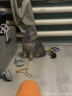 Найден кот в районе Болтино 89...