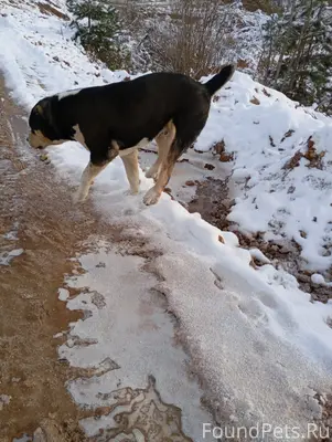 Пропала собака, зовут Ларик, п...