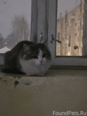 На Ленина 89 найдена кошка. оч...