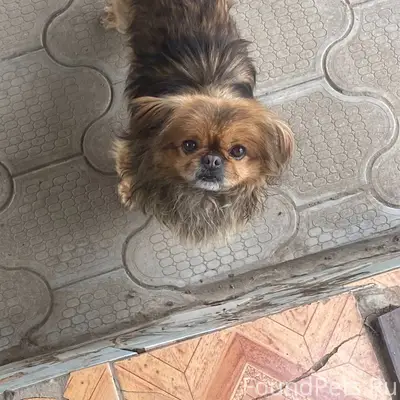 ❗️Пропала собака❗️ Вчера вышел...