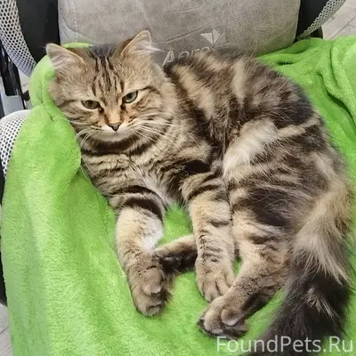 Пропал наш любимый кот, в райо...