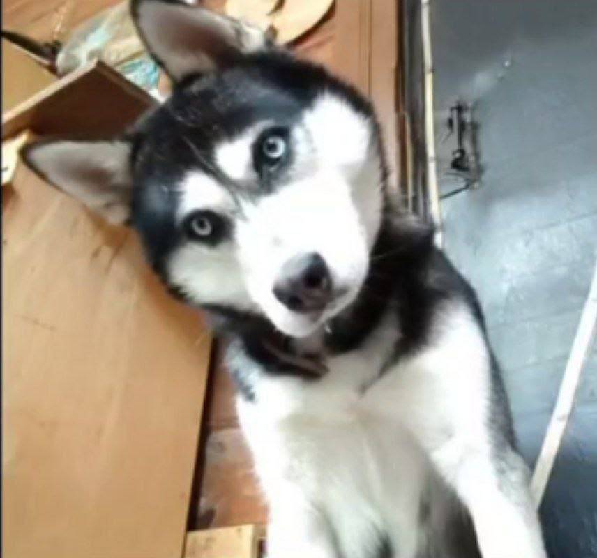 ПРОПАЛА СОБАКА Рокки , кобель ...