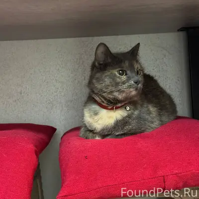 ‼️НАЙДЕНА КОШКА‼️ Молодая дево...