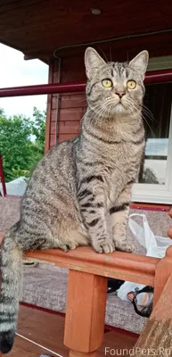 Пропал домашний кот, зовут Бус...