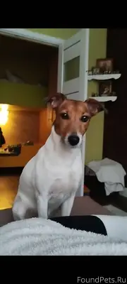 Пропала собака,Джек Рассел,кли...