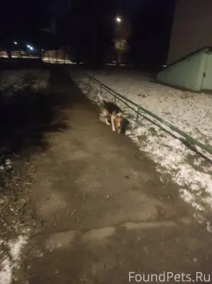 Чей пёс убежал? вощле 19 дома....