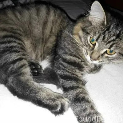 Пропал котенок, д. Бурцево! На...