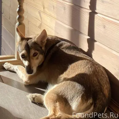 Пропала собака. 26 ноя. 2025. Щелковский р-н, около с. Душоново, домашняя дворняжка, буро-коричневый окрас. В ошейнике