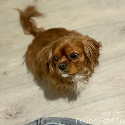 Здравствуйте. Пропал пес - кли...