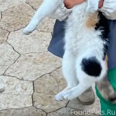 Пропала трехцветная кошка-подр...