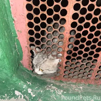 Найден вот такой котенок, неиз...