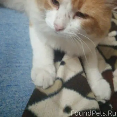 Пропал кот 12.11.25 ул...