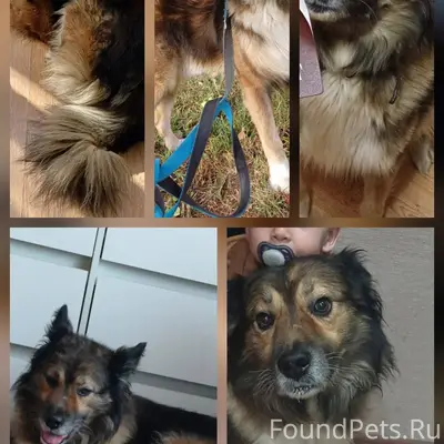 Потерялся пес, кличка Ральф. О...