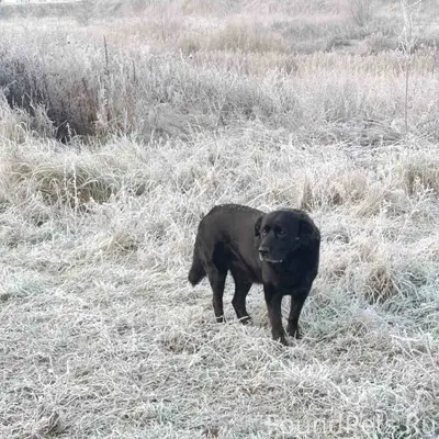 ПОМОГИТЕ НАЙТИ СОБАКУ! И сново...