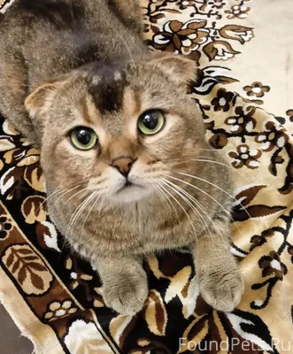 ‼️НАШЛИ КОТА В центре найден к...