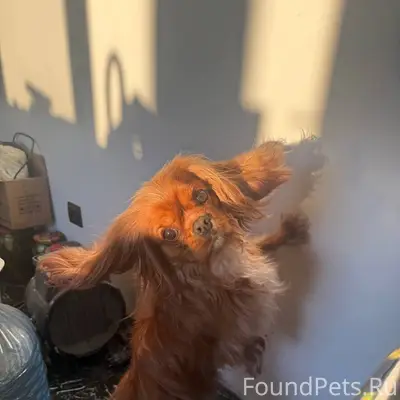 Здравствуйте. Пропал пес - кли...