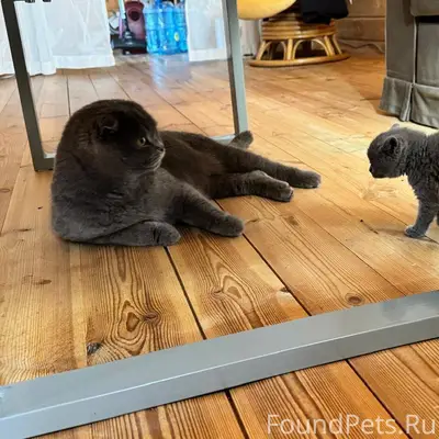 Пропал кот! Посёлок Харитонова...