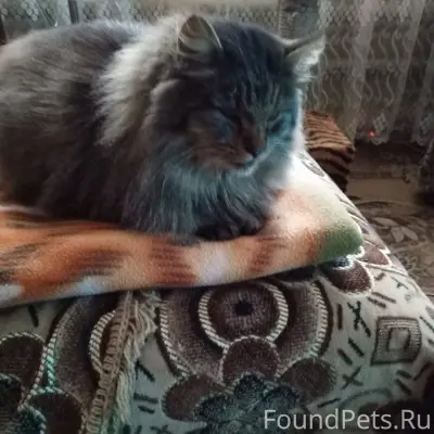 Пропал кот на тверецкой набере...