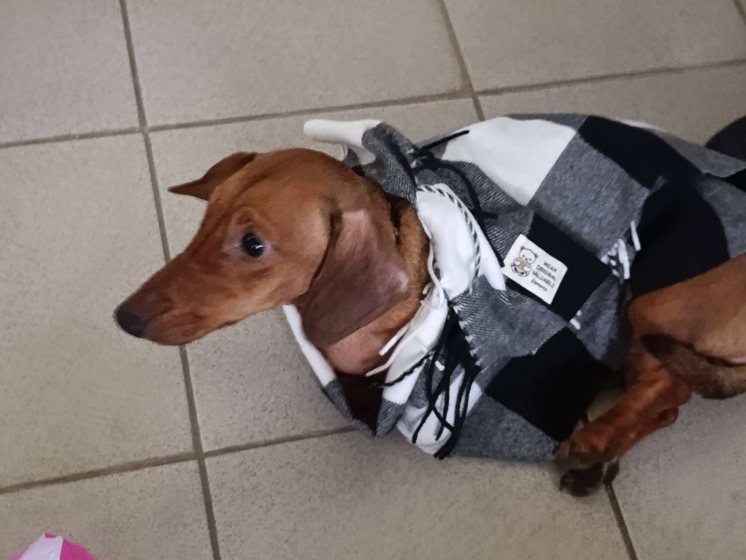 Потерялась собака . Забежала в...