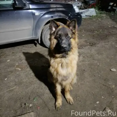 Сегодня, в районе Болтинского ...