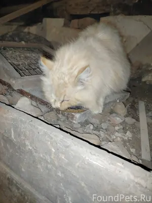 Хозяин, найдись! Сегодня в под...