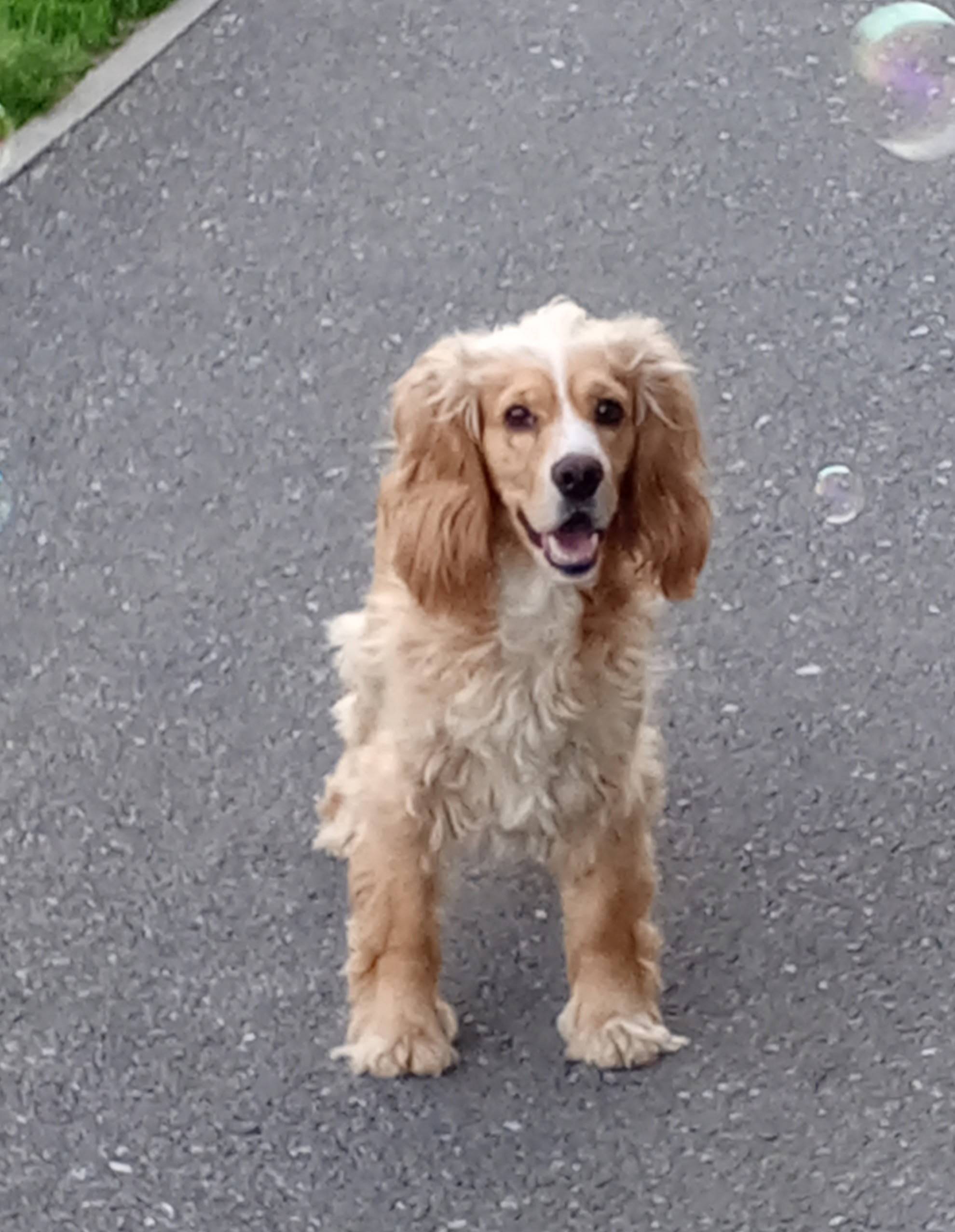 Пропала собака. Видели в район...