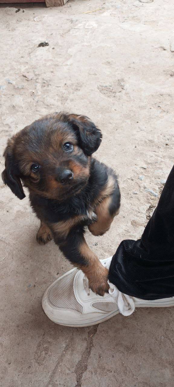 Забежал во двор щенок по льва....