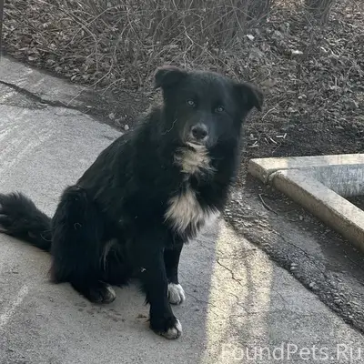 Очень добрая собака, немного б...
