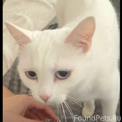 Здравствуйте ! Пропала кошечка...